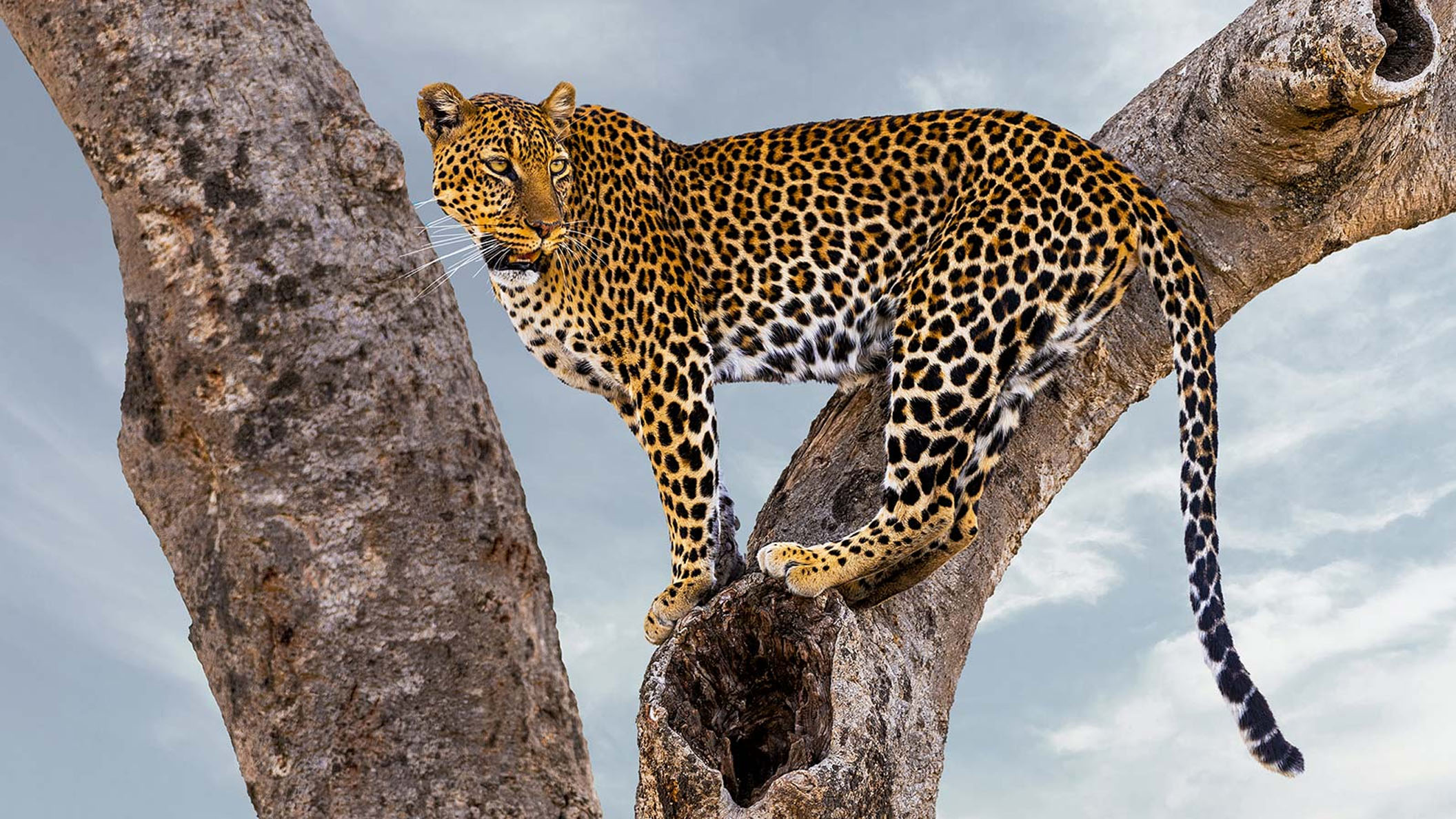 Papachui Leopard