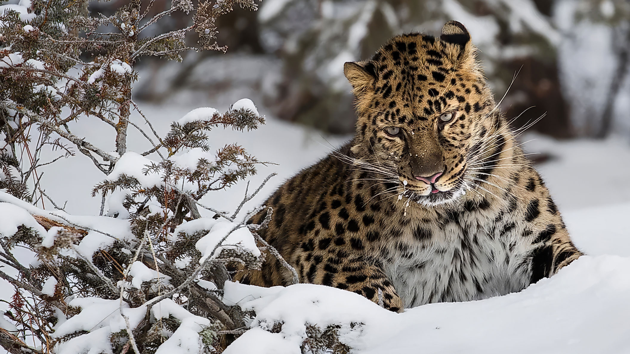 Papachui Leopard