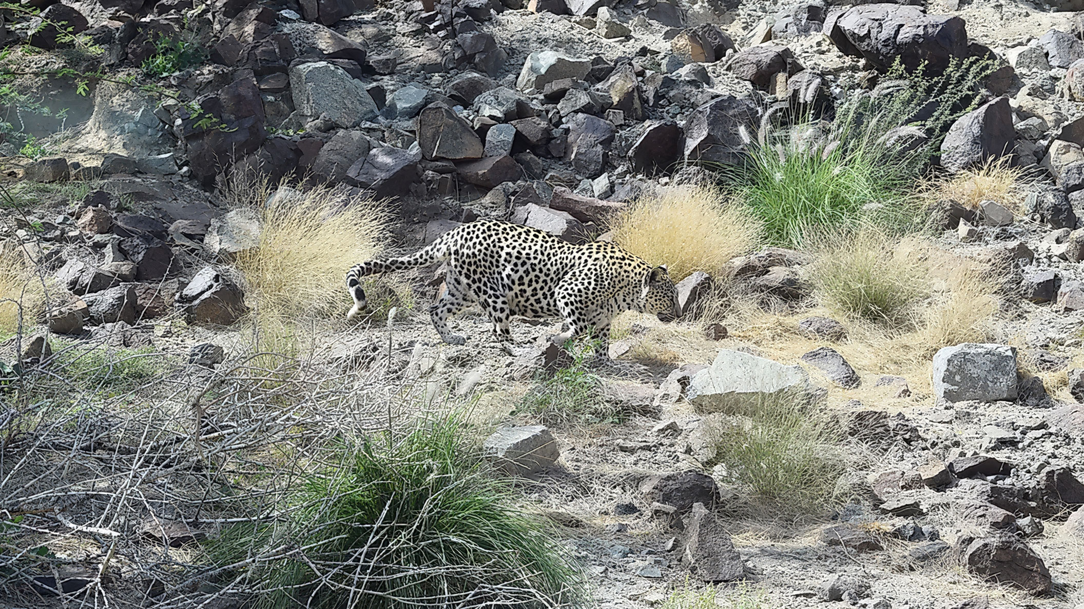 Papachui Leopard