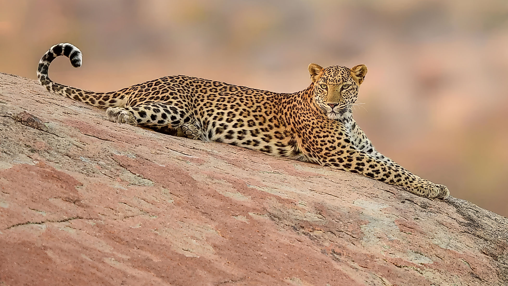 Papachui Leopard