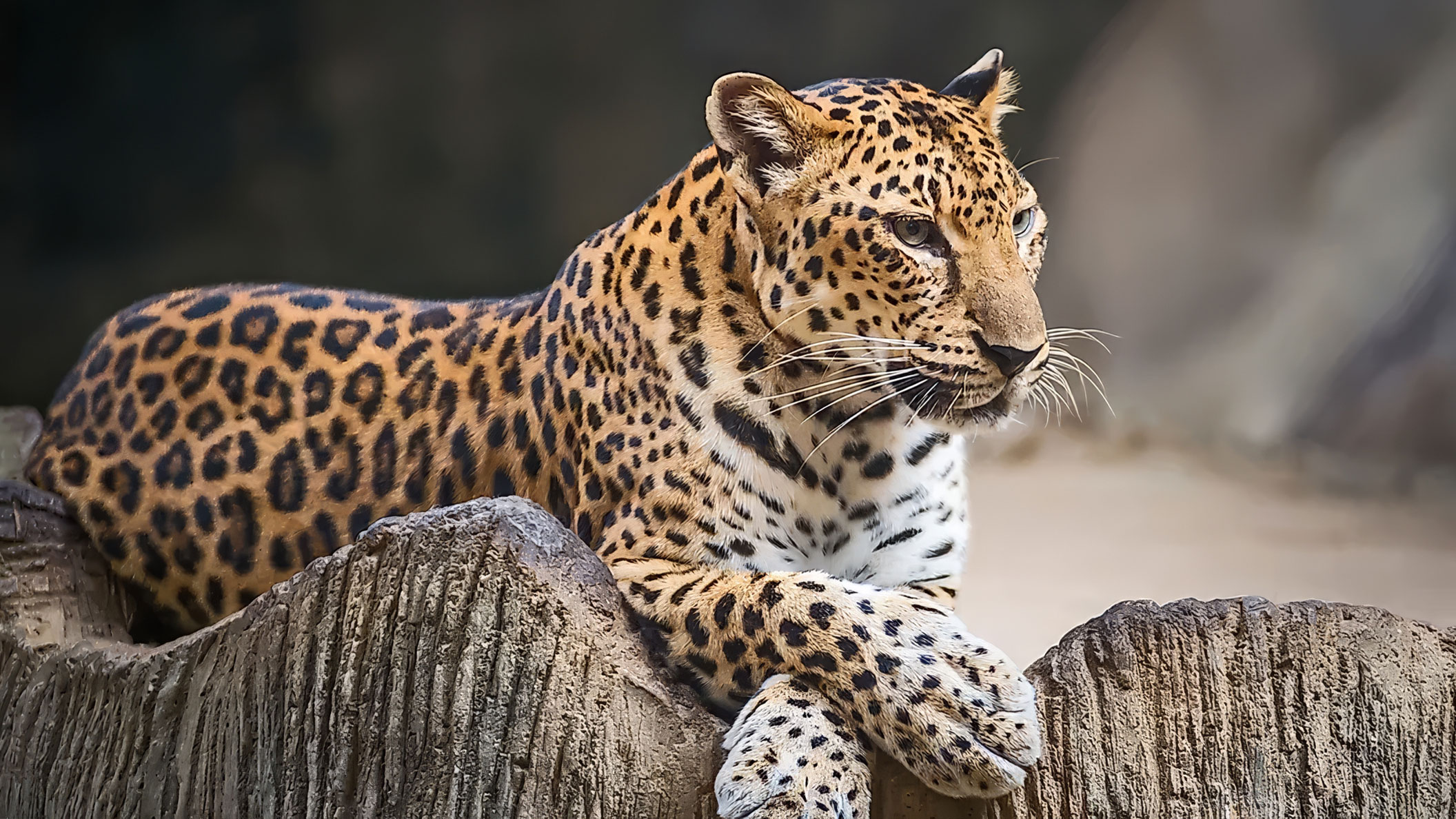 Papachui Leopard