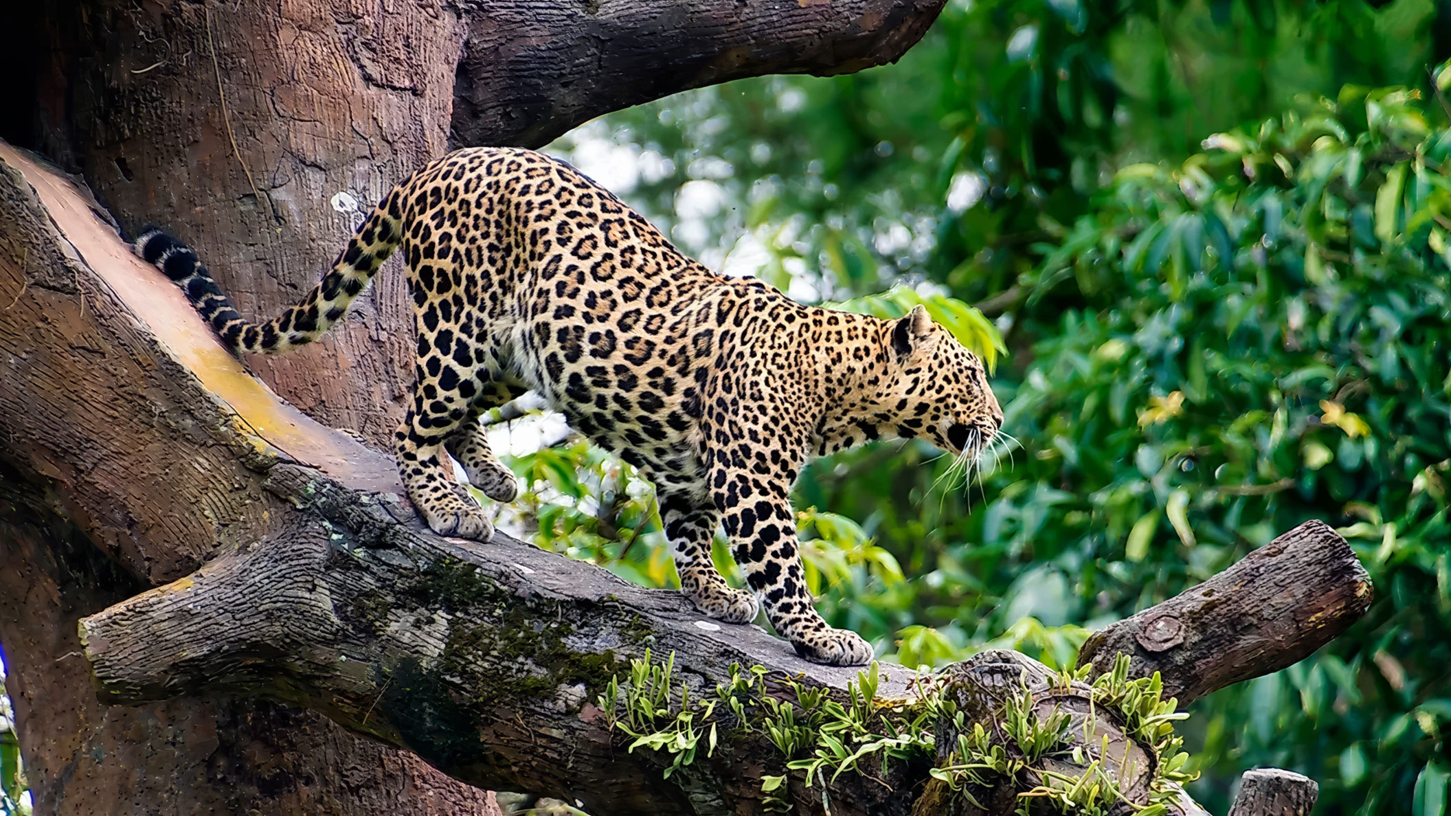 Papachui Leopard