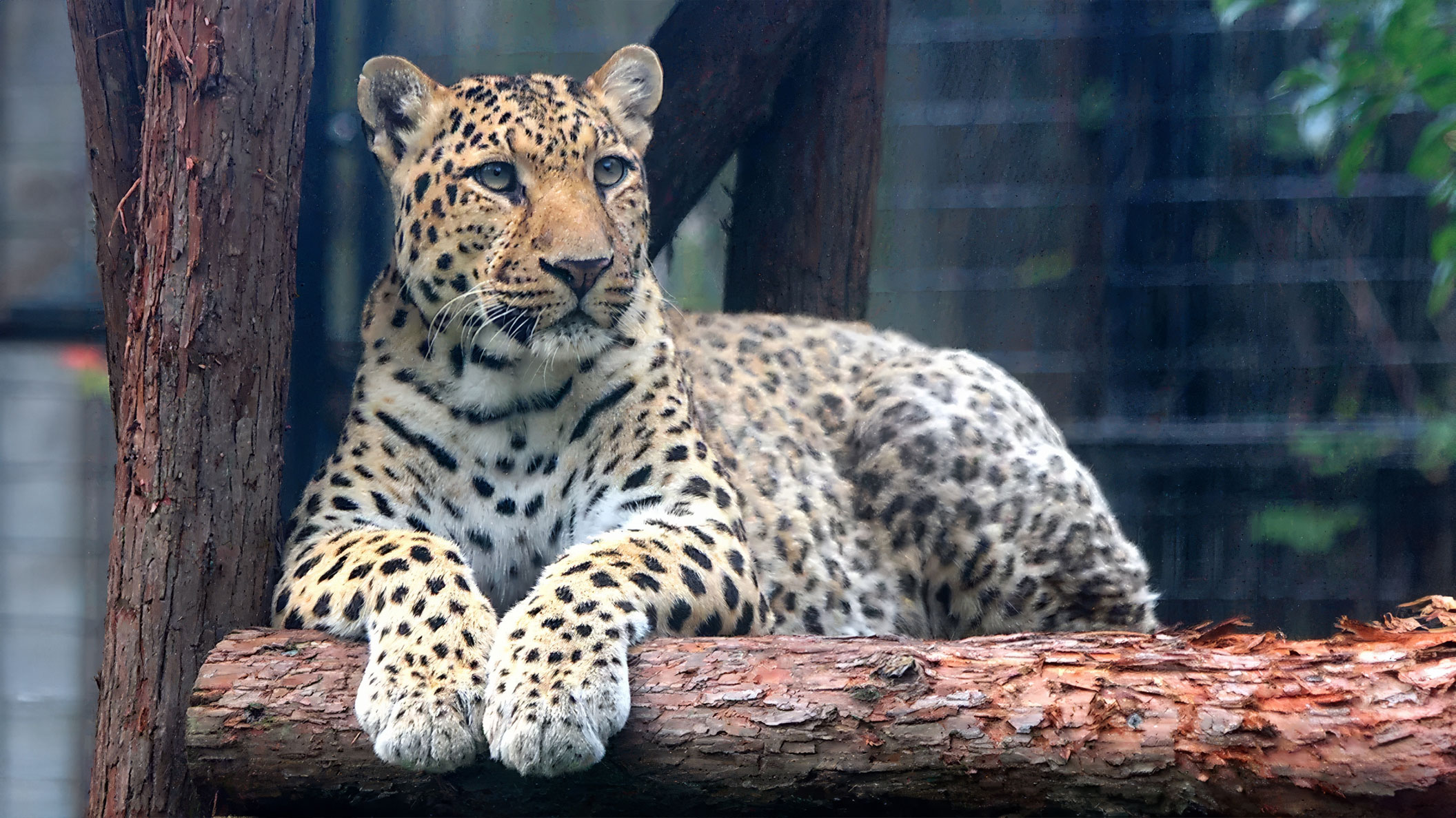 Papachui Leopard