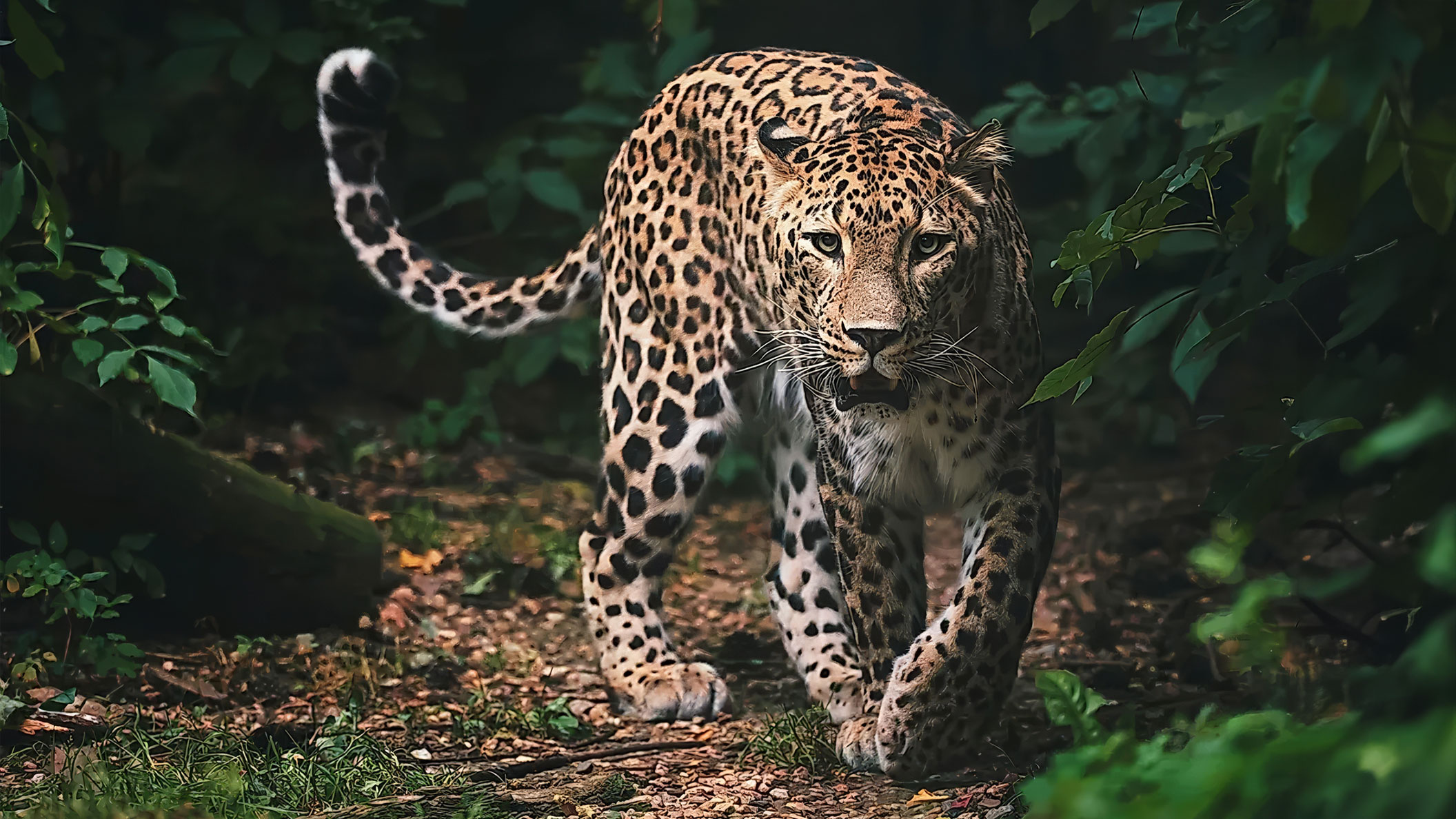 Papachui Leopard