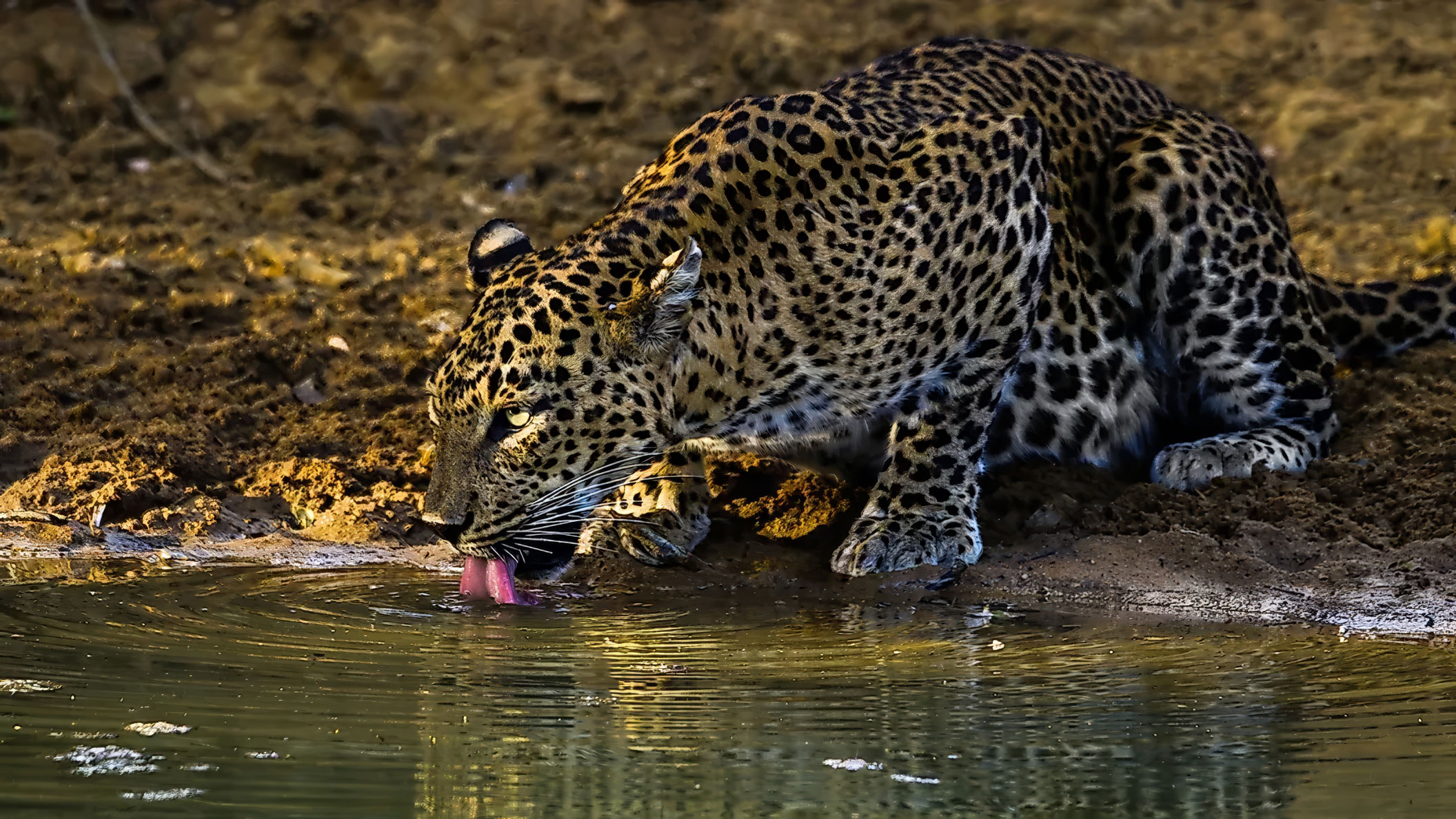 Papachui Leopard